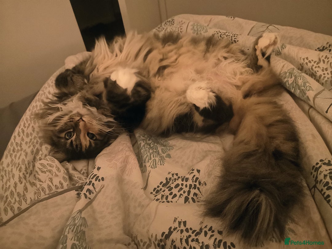 Norwegian Forest Cat cats for sale: Norwegian Forest Cat Female 10yrs - Advert 1