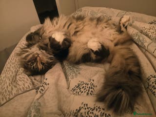 Norwegian Forest Cat cats Norwegian Forest Cat Female 10yrs - Advert 1