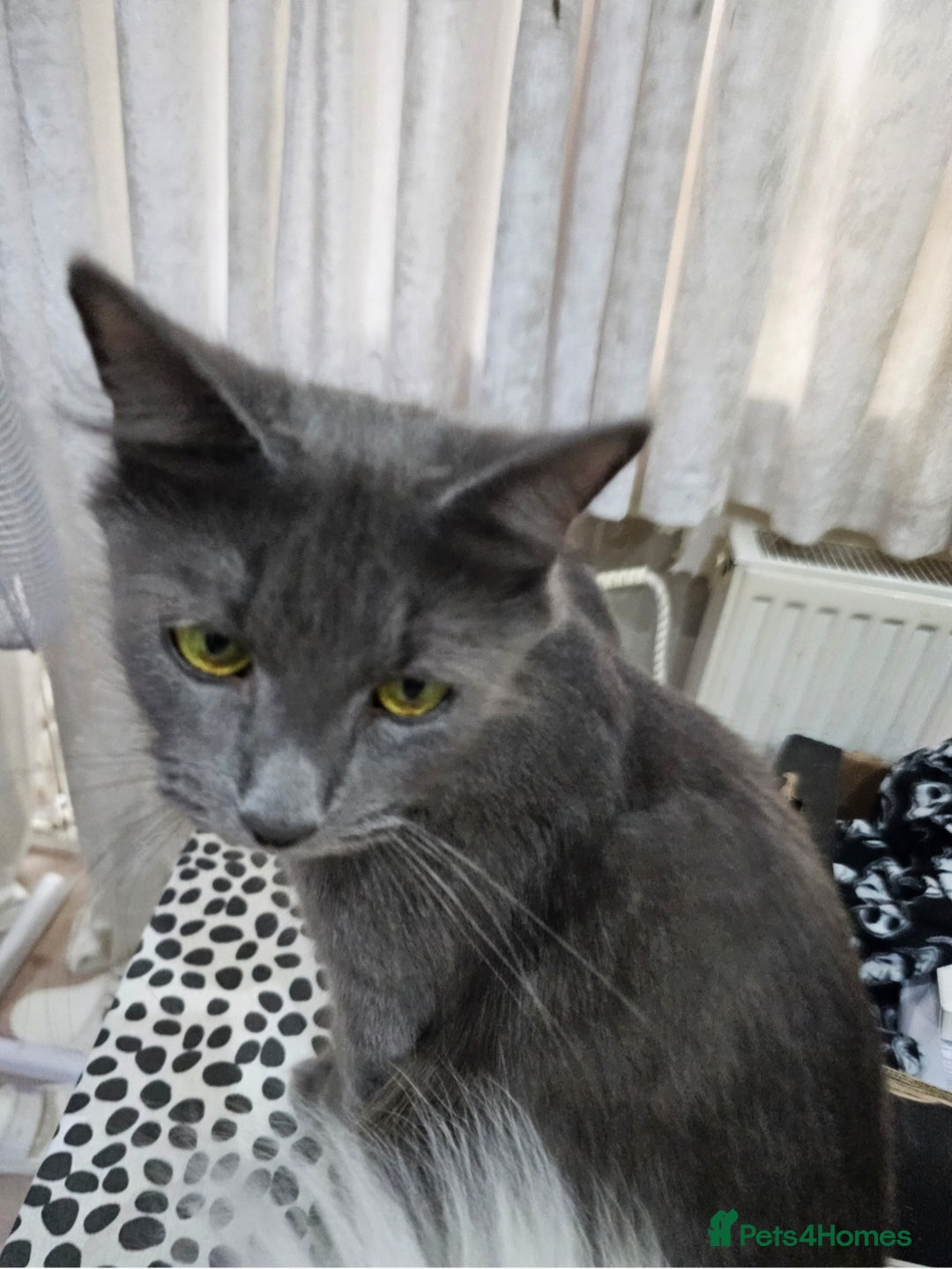 Mixed Breed cats for sale: Loving Cat Needs a New Home – URGENT 💕 - Advert 5