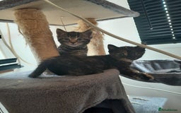 European cats for sale: Beautiful kitten looking for home - Image 5