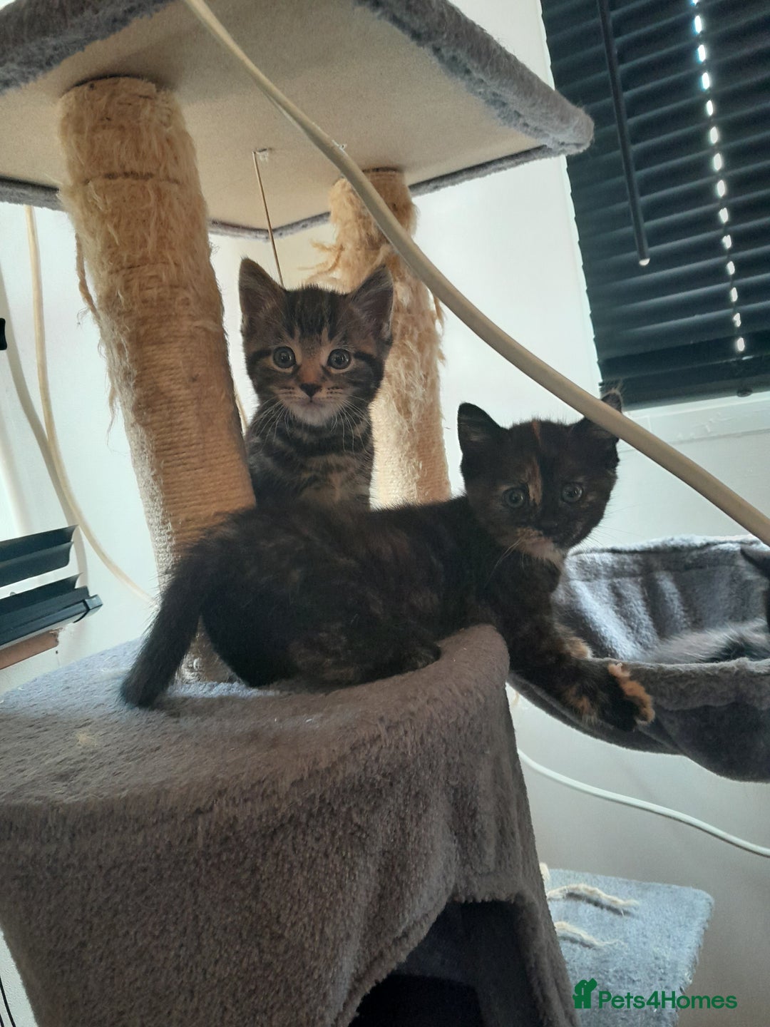European cats for sale: Beautiful kitten looking for home - Image 5