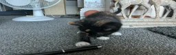 Mixed Breed cats for sale: Kittens  - Advert 9
