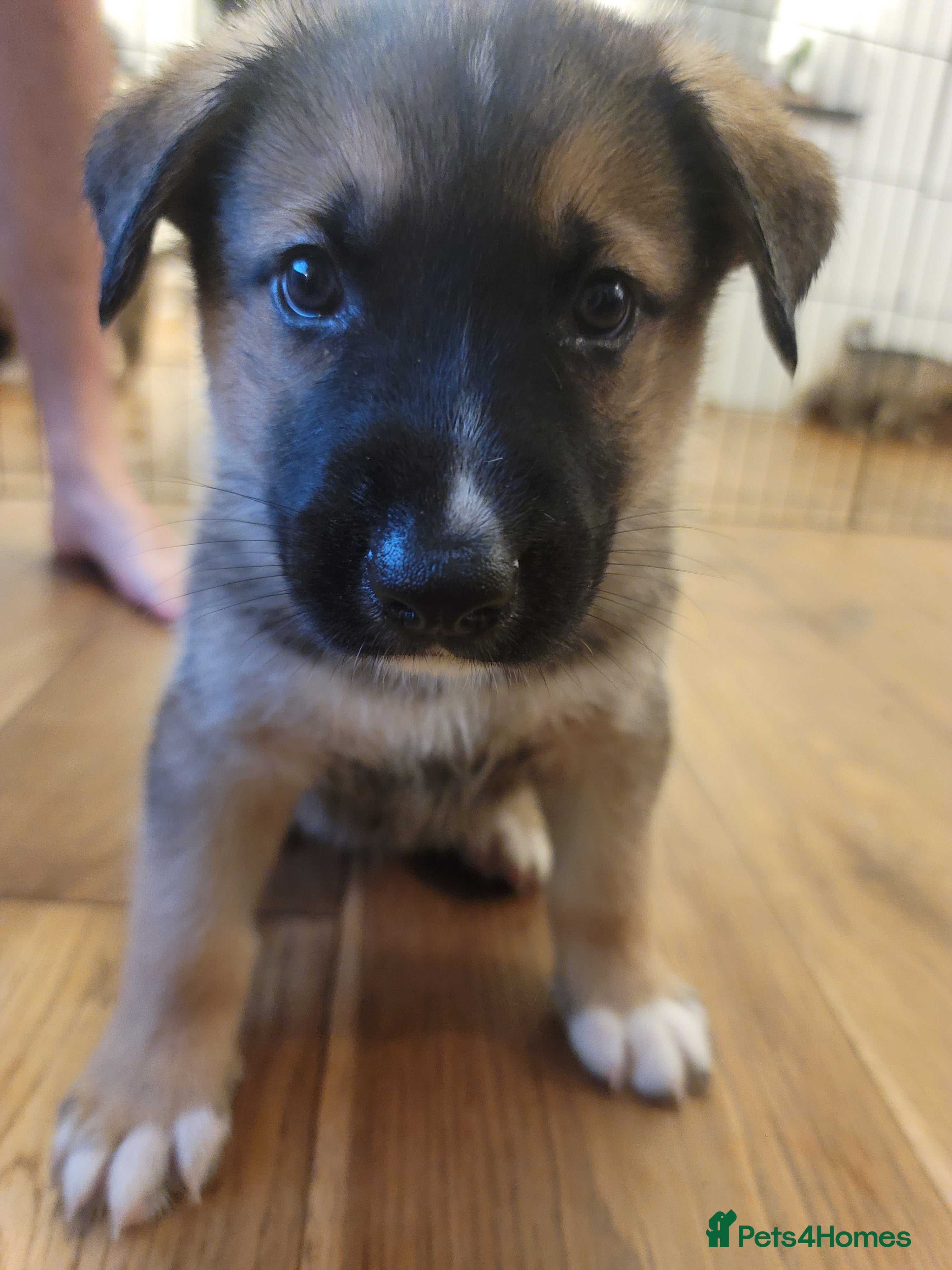 Shepsky dogs Shepsky Puppies - Advert 2