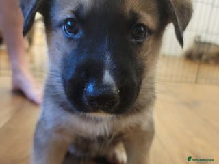 Shepsky dogs Shepsky Puppies - Advert 3