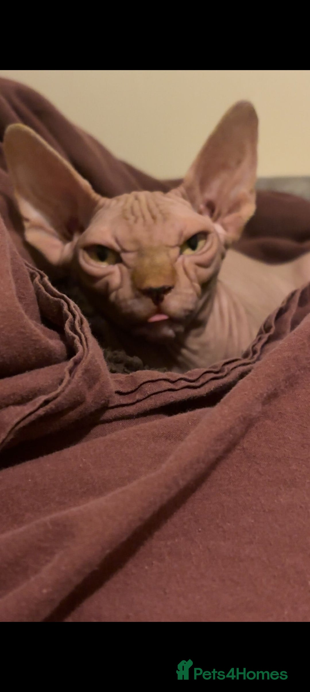 Sphynx cats Pink spyhnx spayed 1 year old - Advert 11
