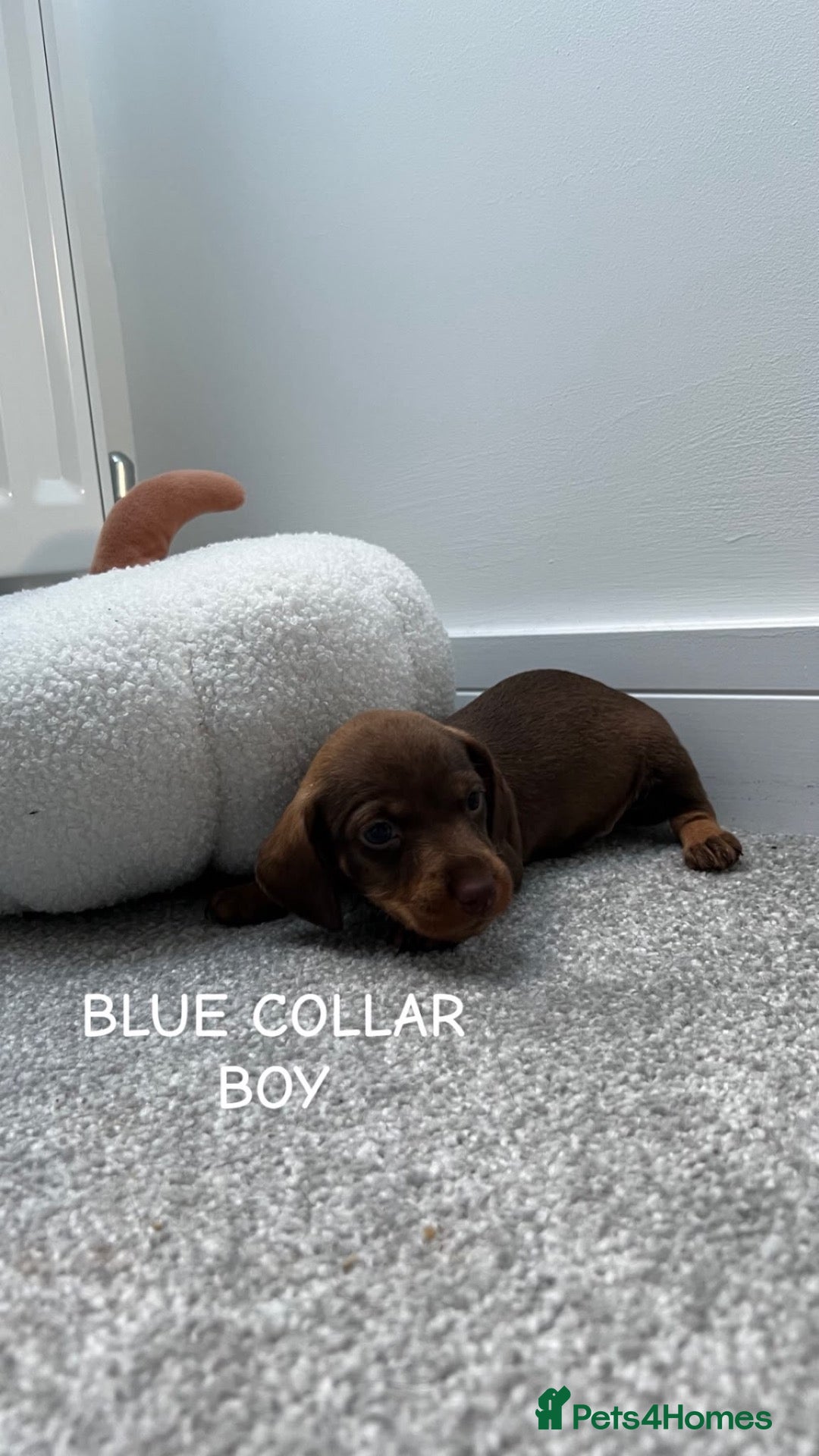 Miniature Dachshund dogs dachshund miniture wirehared  - Advert 2