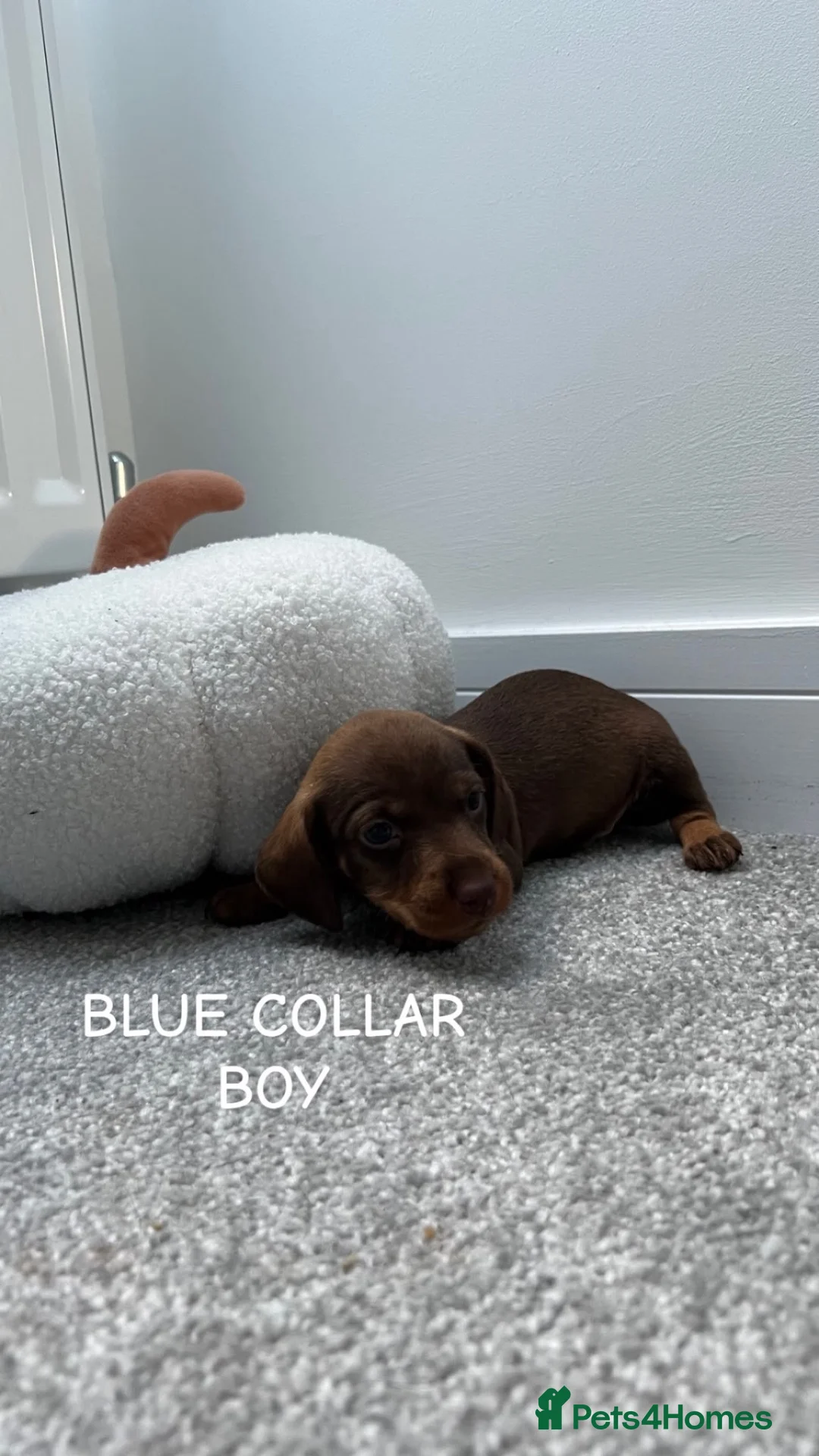 Miniature Dachshund dogs for sale: dachshund miniture wirehared  - Advert 2