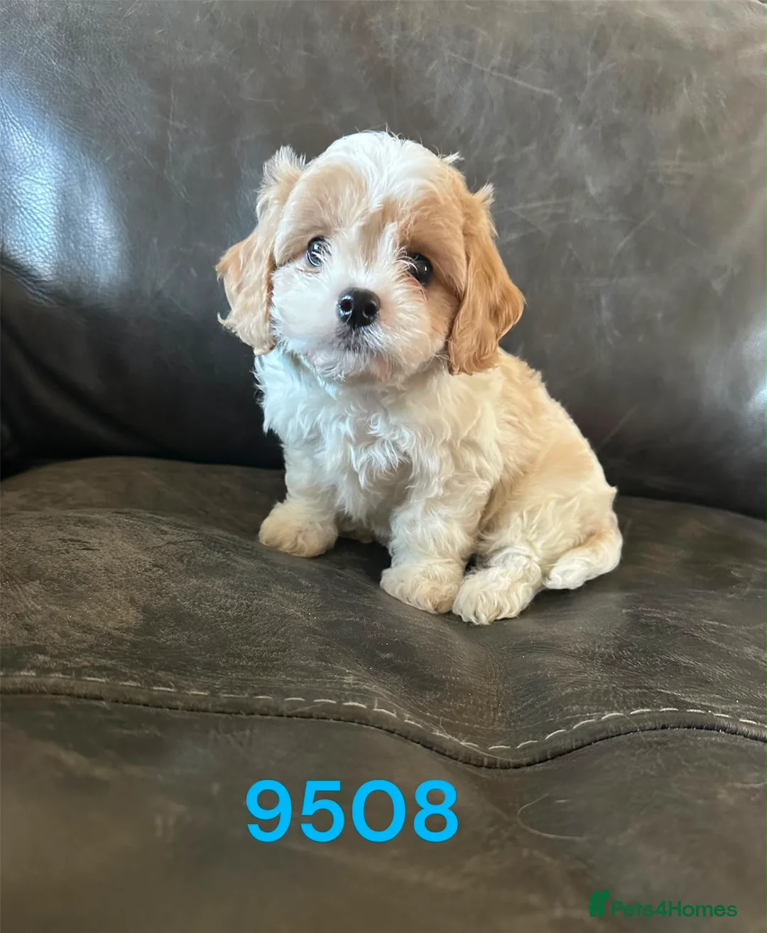 Cavachon dogs for sale: Cavachon pups boys only ready now  - Advert 2