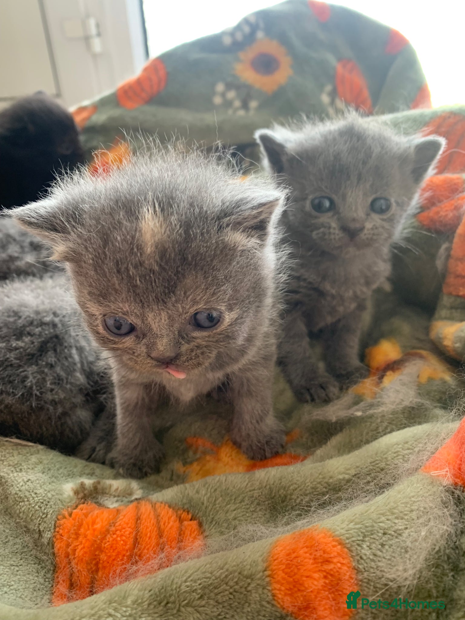 Exotic cats for sale: Beautiful litter of exotic x British shorthairs  - Advert 7