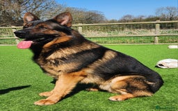 German Shepherd dogs for sale: KC reg German Shepherd Puppies - Family dogs - Image 28