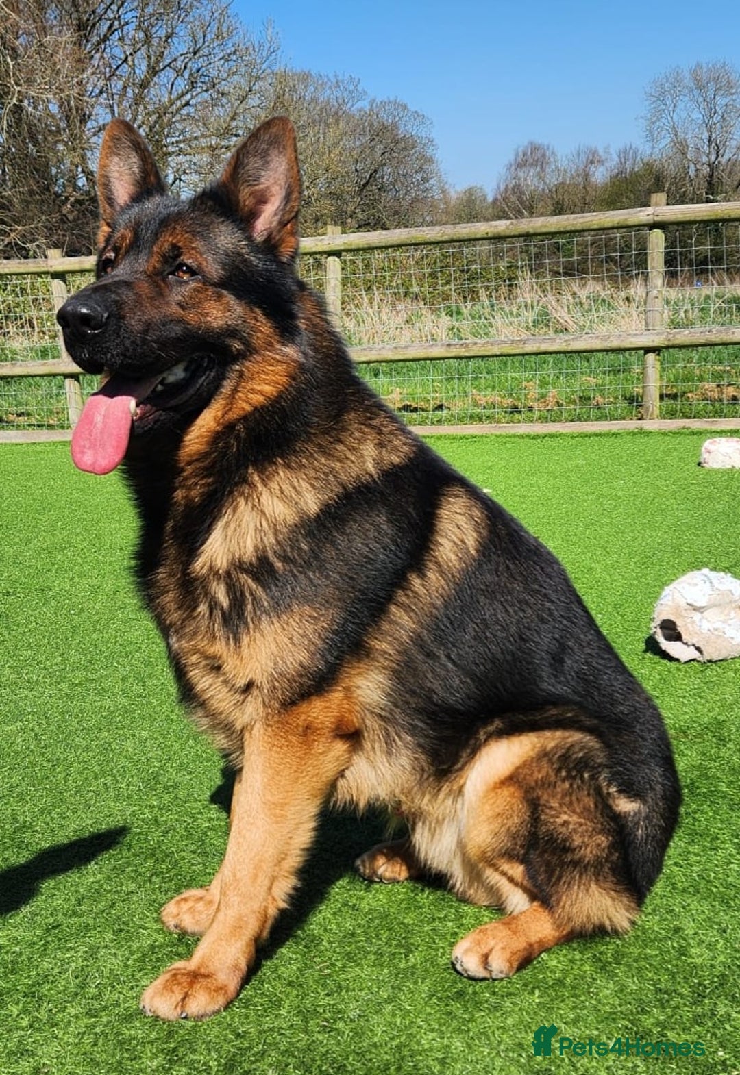 German Shepherd dogs for sale: KC reg German Shepherd Puppies - Family dogs - Image 28