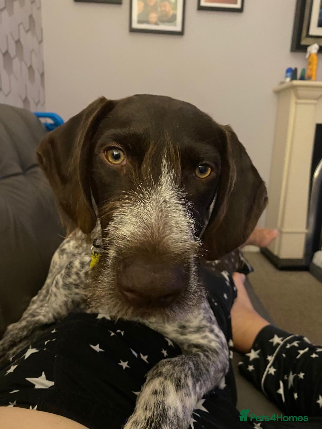 Mixed Breed dogs for sale: Male GWP X Lab - Image 2