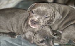 Staffordshire Bull Terrier dogs for sale: **Ready To Leave**KC Blues Champ Blood in Coventry - Image 20