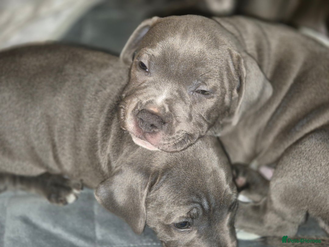 Staffordshire Bull Terrier dogs for sale: **Ready To Leave**KC Blues Champ Blood in Coventry - Image 20