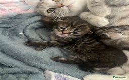 Scottish Fold cats for sale: 2 beautiful Scottish fold kittens  - Image 5