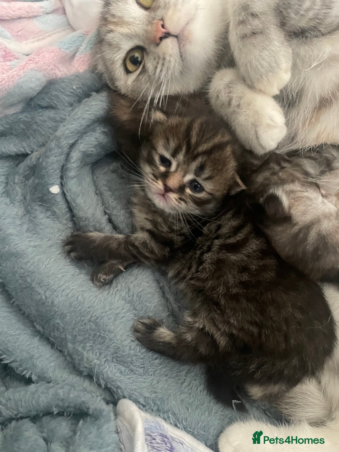 Scottish Fold cats for sale: 2 beautiful Scottish fold kittens  - Image 5