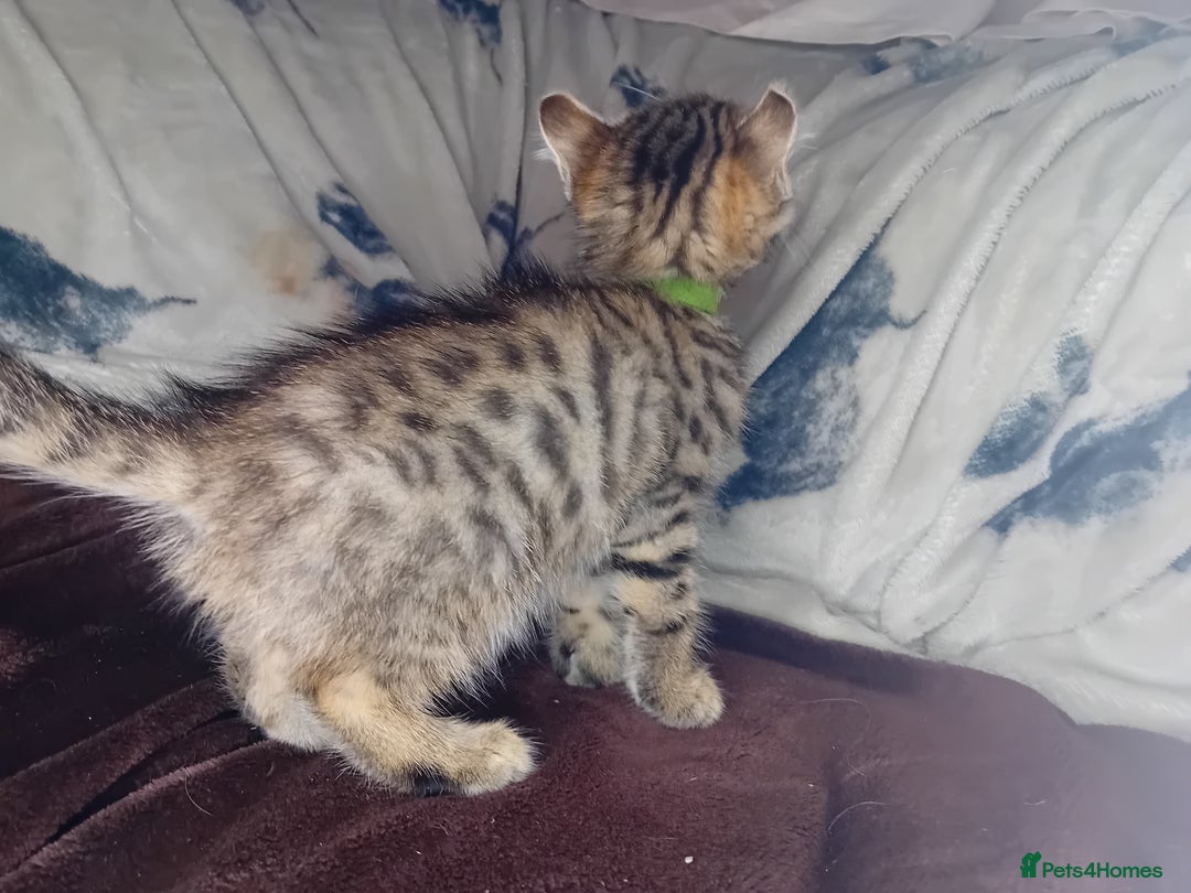 Bengal cats for sale: BengalX Ragdoll, American curl kittens - Advert 6