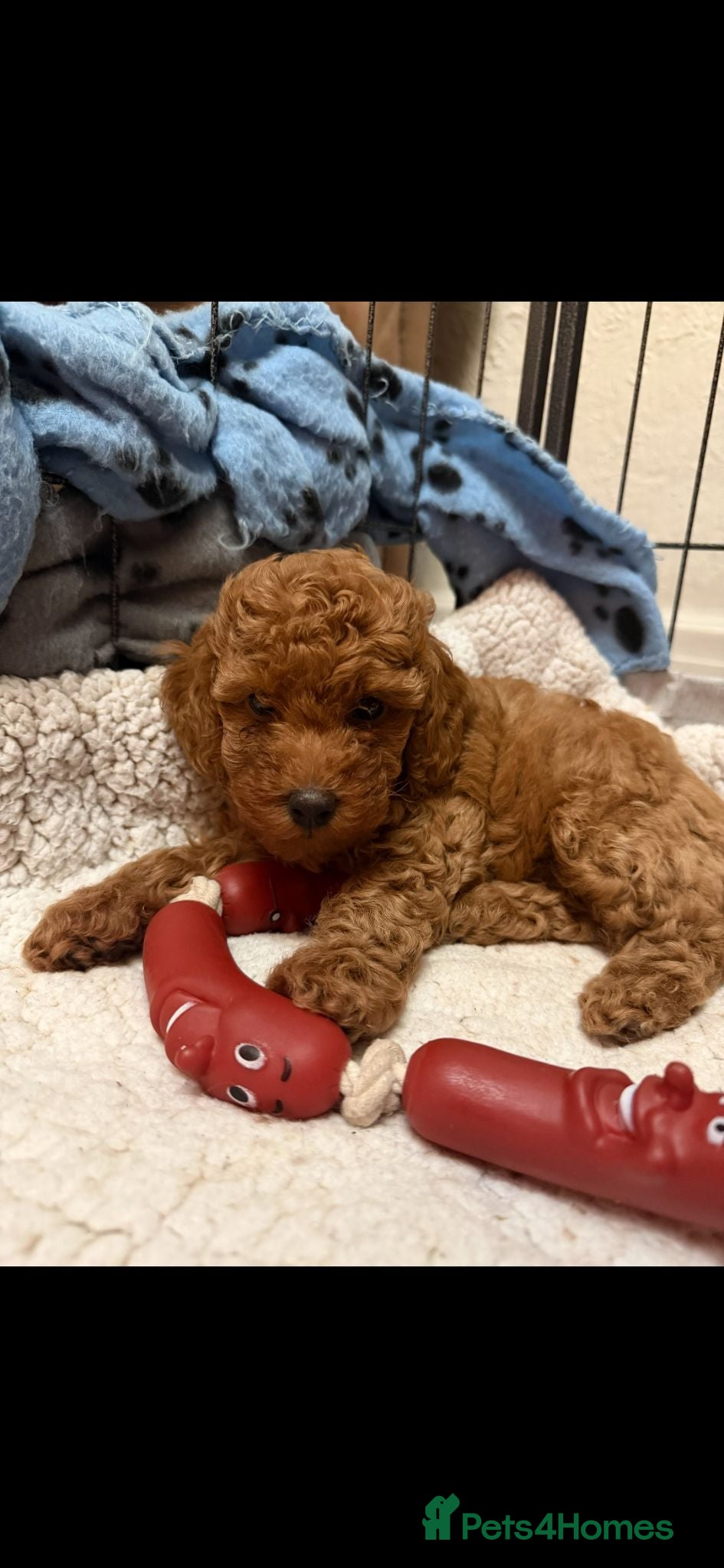 Miniature Poodle dogs 2 beautiful red  miniature poodle girls  - Advert 1