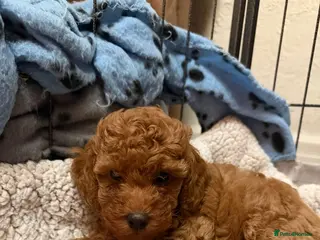 Miniature Poodle dogs 2 beautiful red miniature poodle girls - Advert 1