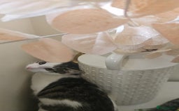 British Shorthair cats for sale: Kitten (oreo) - Advert 8