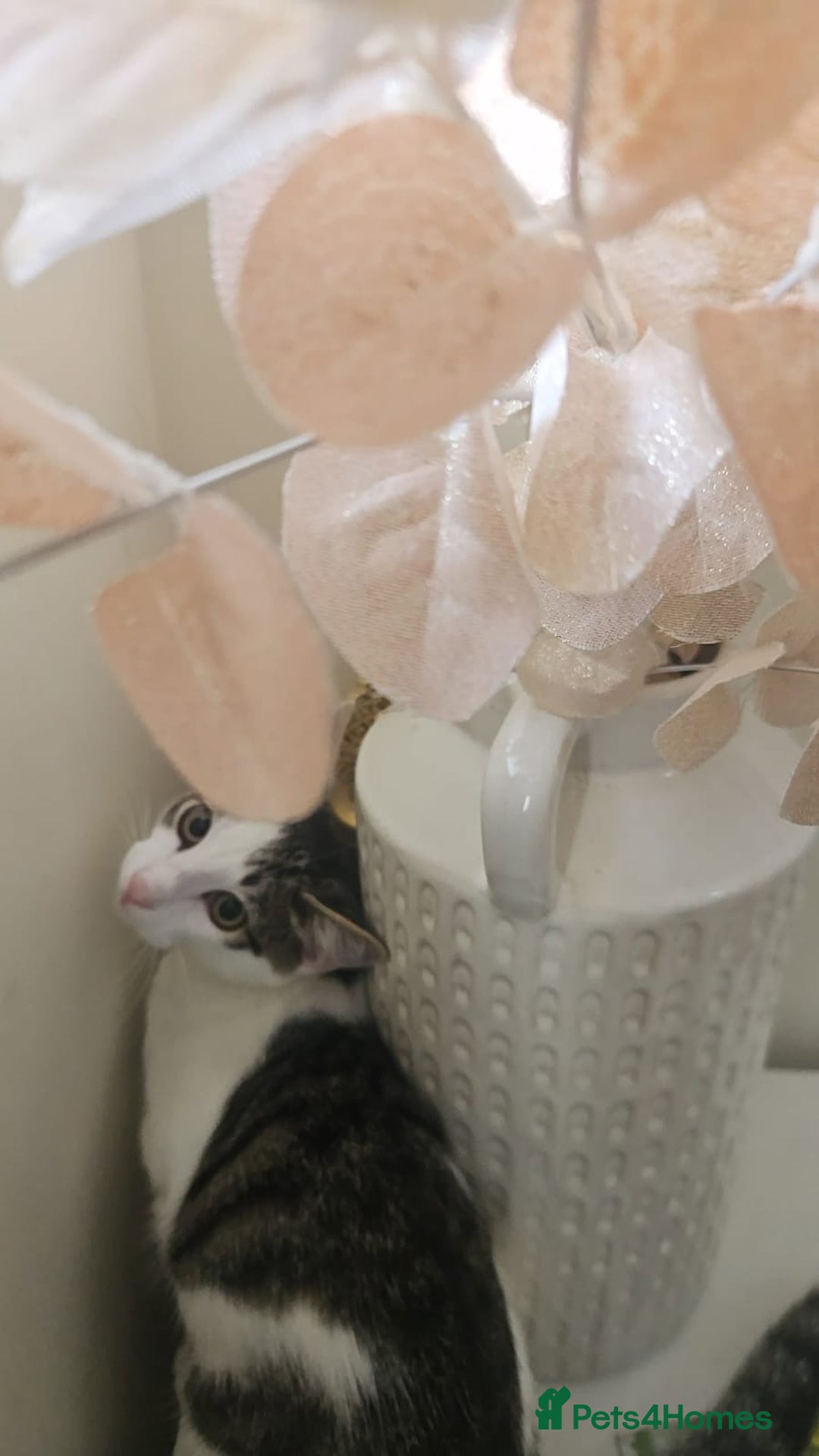 British Shorthair cats for sale: Kitten (oreo) - Advert 8