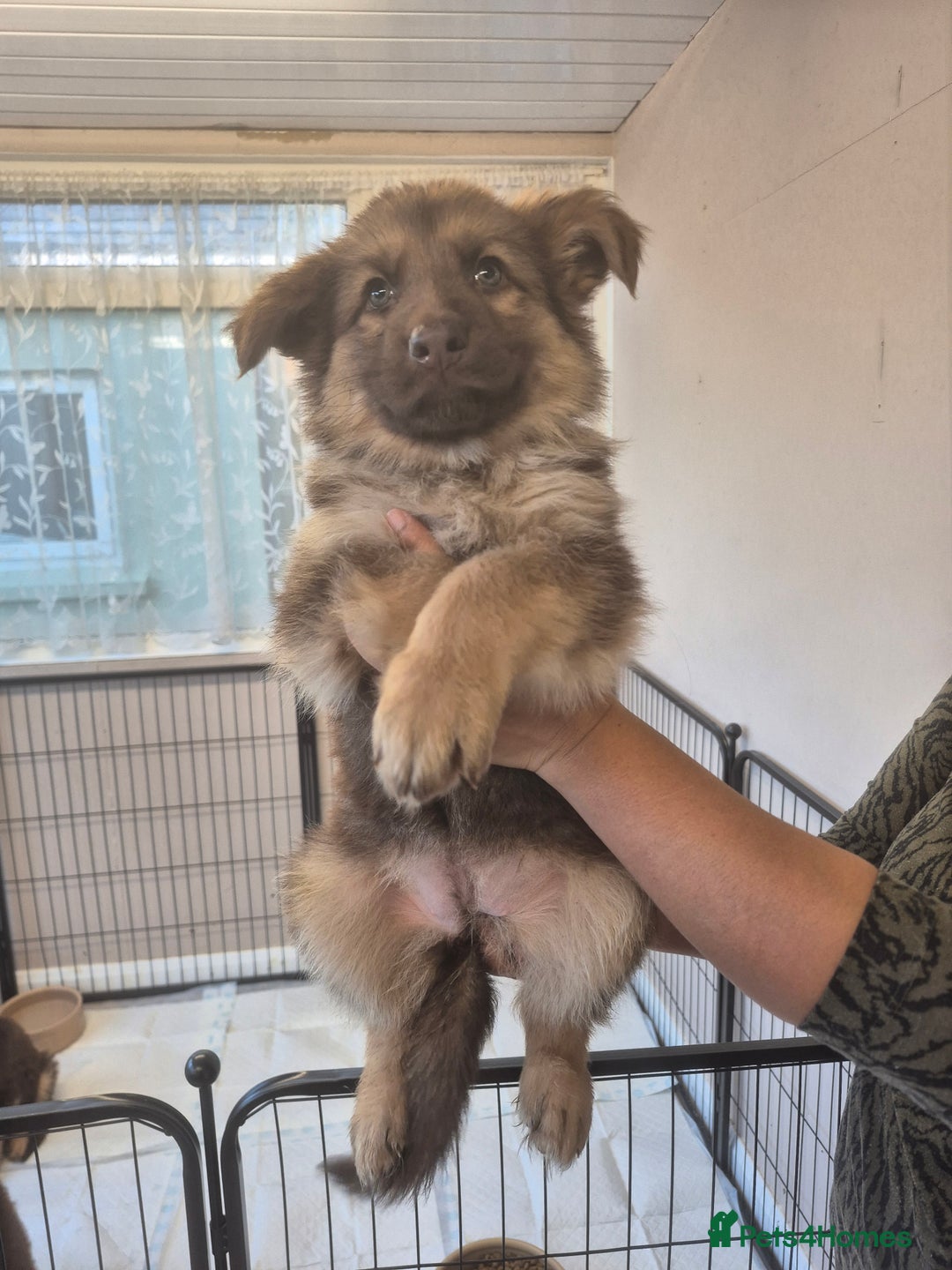 German Shepherd dogs for sale: READY TO leave 1 left German Shepherd kc reg pups - Advert 6