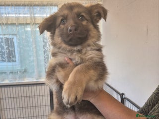 German Shepherd dogs READY TO GO 3 LEFT German Shepherd kc reg pups - Advert 12