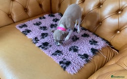 Italian Greyhound dogs for sale: Gorgeous Italian greyhound puppies  - Image 28