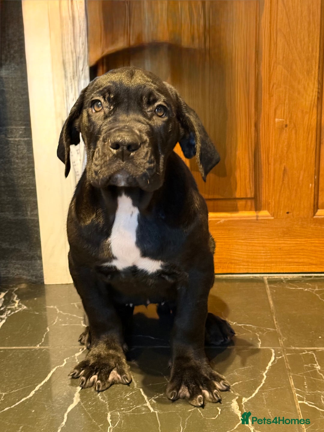 Cane Corso dogs for sale: Imp Champion Bloodline Pure Breed Cane Corso pups  - Advert 30