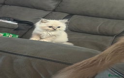 Ragdoll cats for sale: Female ragdoll  - Image 3
