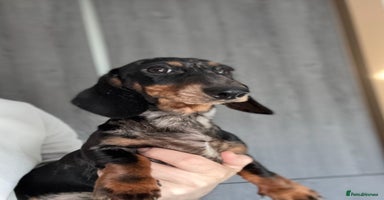 Miniature Dachshund dogs - Advert 3