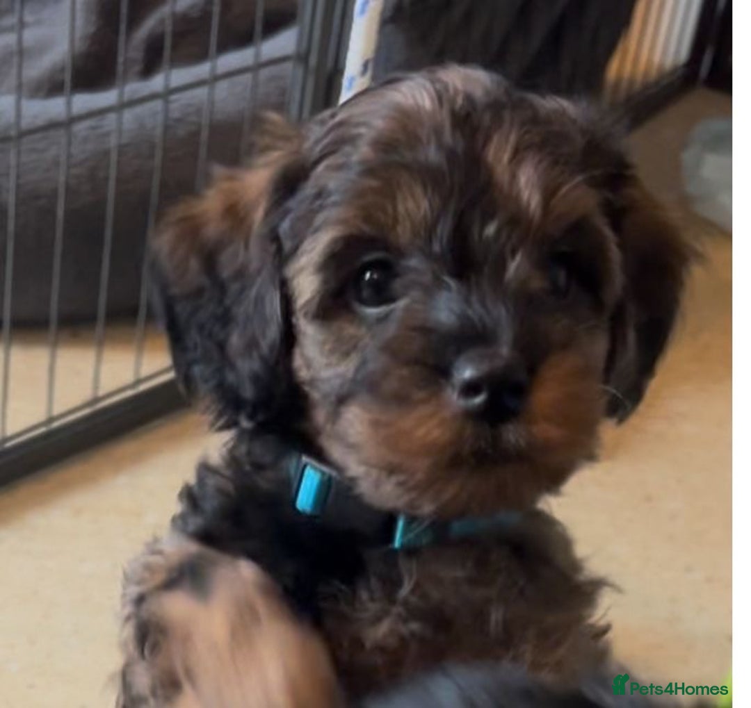 Mixed Breed dogs for sale: Tibetan x Toy Poodle - Image 5
