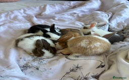 Mini Lop rabbits for sale: Rex mini lop - Image 4
