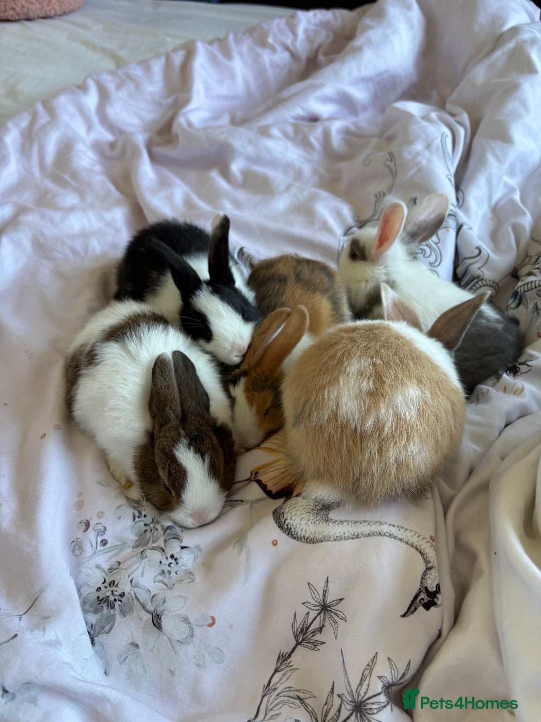 Mini Lop rabbits for sale: Rex mini lop - Image 4