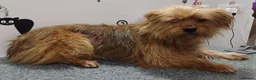 Mixed Breed dogs for adoption: 🐾💛 ARISA – The Little Dog Nobody Stopped For💛🐾 - Advert 16