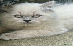 British Shorthair cats for sale: Ready For Forever Homes Soon! - Image 1