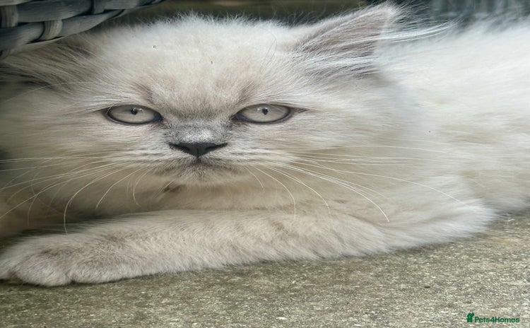 British Shorthair cats - Advert 3