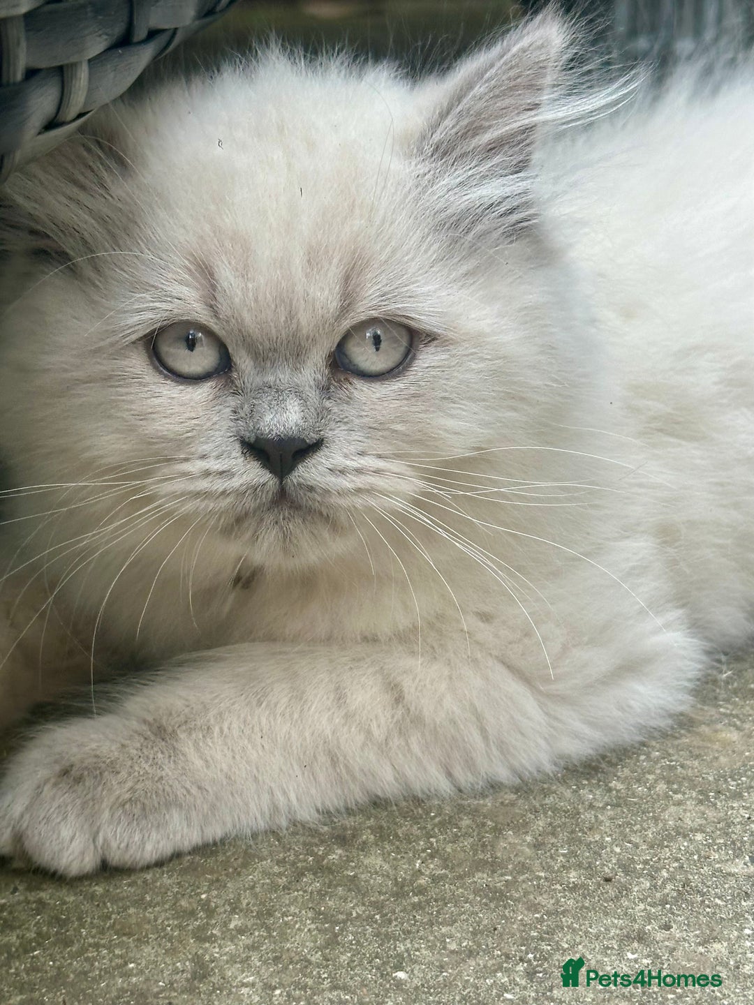 British Shorthair cats for sale: Ready For Forever Homes Soon! - Image 1