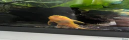 Plecos fish for sale: Young bristlenose plecos  in Farnham - Advert 2