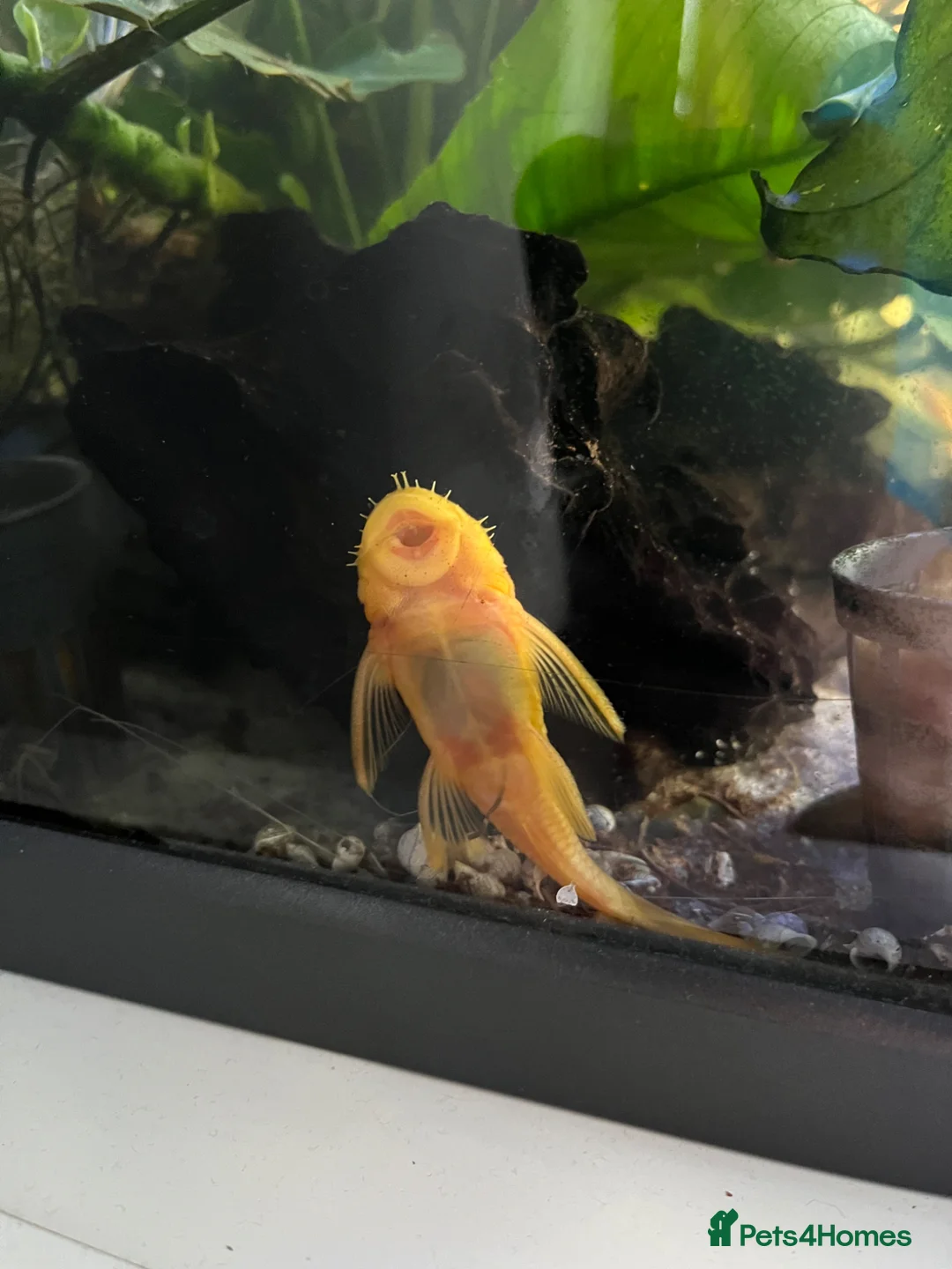 Plecos fish for sale: Young bristlenose plecos  in Farnham - Advert 2