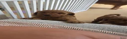 Cockapoo dogs for sale: 2 beautiful f1 cockerpoo girls - Advert 3