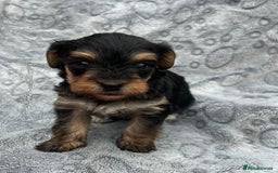 Yorkiepoo dogs for sale: Yorkiepoos - Advert 1