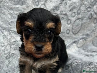 Yorkiepoo dogs for sale: Yorkiepoos - Advert 1