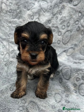 Yorkiepoo dogs Yorkiepoos - Advert 1