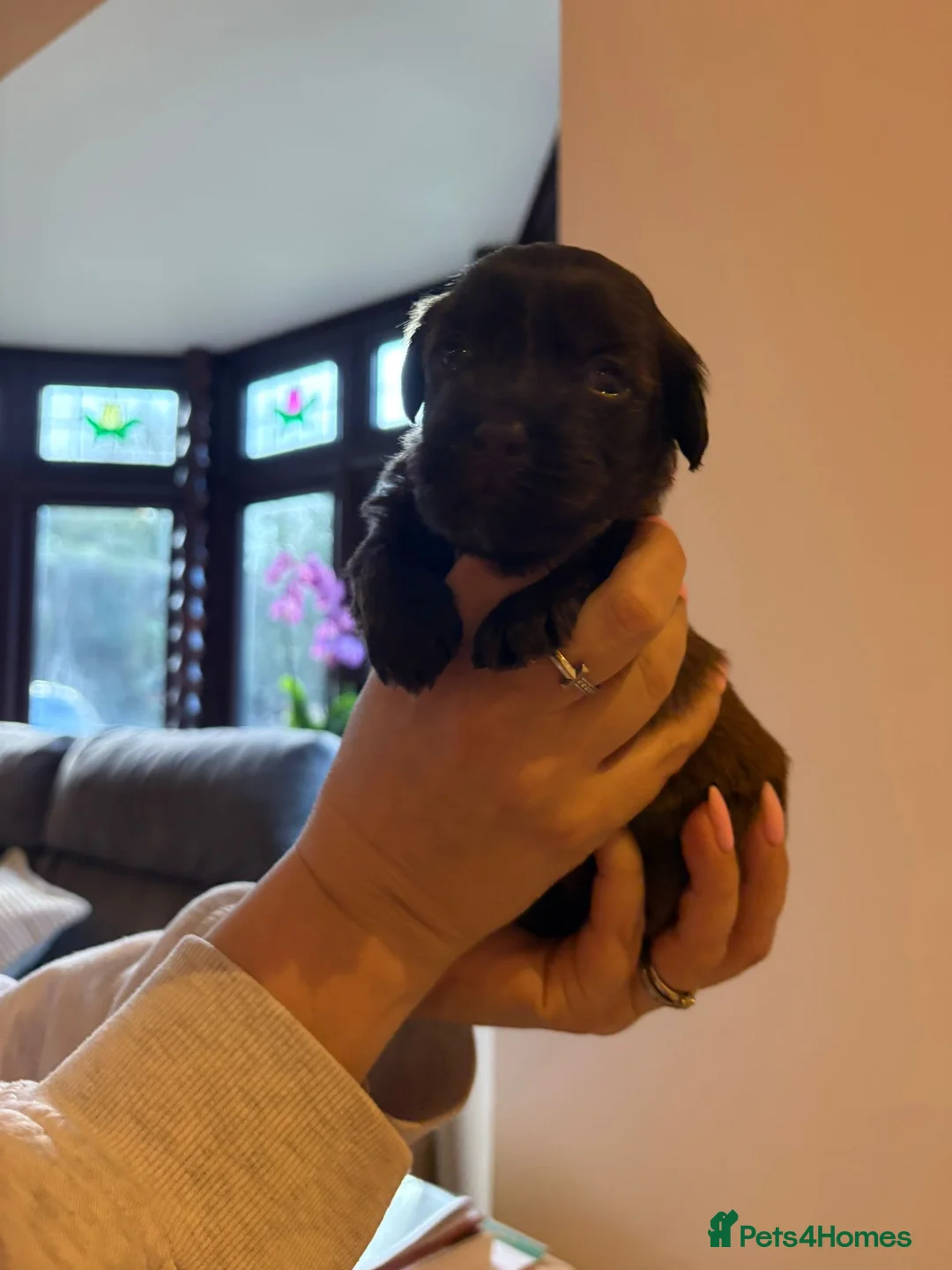 Havanese dogs for sale: Beautiful Havanese puppies - Advert 23