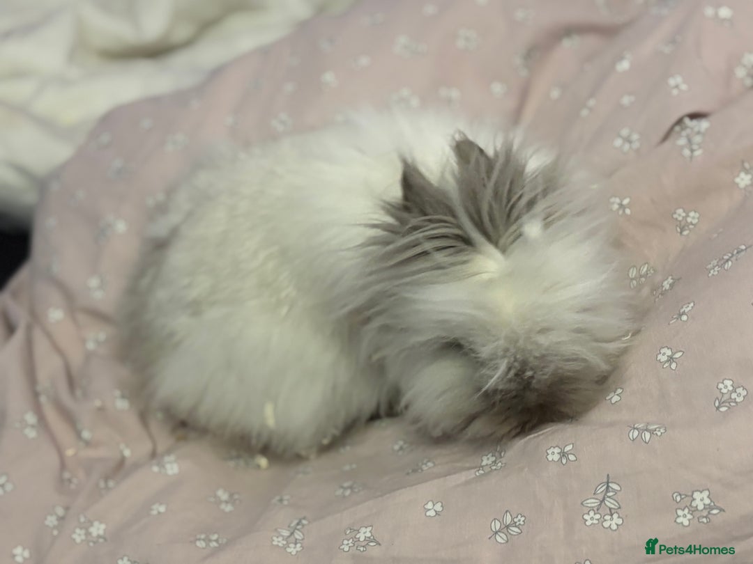 Lionhead rabbits for sale: Darling Lionhead wanting home to call her own  - Advert 2