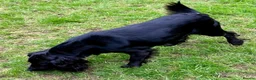 Cocker Spaniel dogs for sale: Female working cocker - Advert 4
