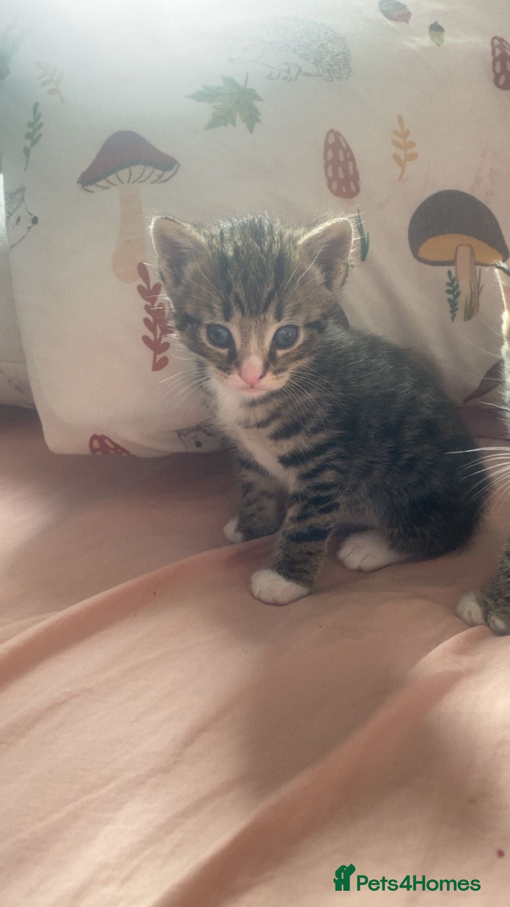 British Shorthair cats 3 beautiful males ready to go! - Advert 3