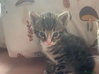 British Shorthair cats 3 beautiful males ready to go! - Advert 11