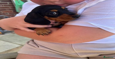 Dachshund dogs - Advert 15